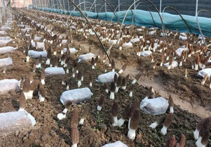 野生食用菌可能富含重金屬，但栽培食用菌可以放心吃